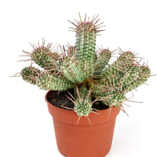 euphorbia mammillaris euphorbia mammillaris