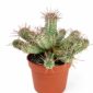 euphorbia mammillaris