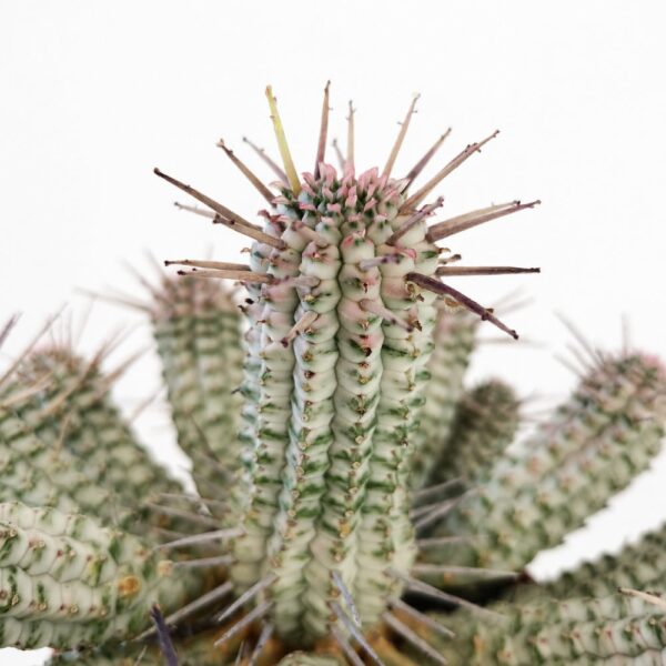 euphorbia mammillaris