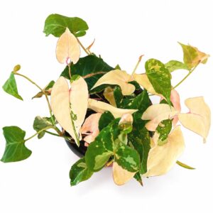 fallopia multiflora variegata