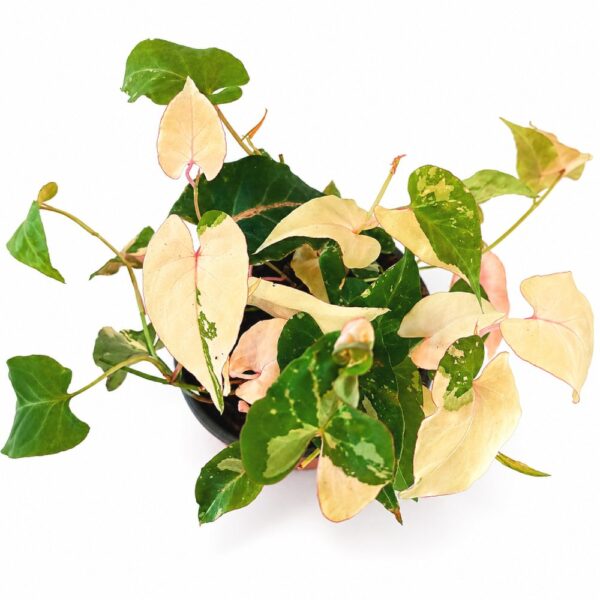 fallopia multiflora variegata