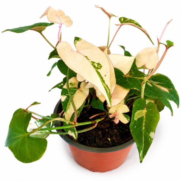 fallopia multiflora variegata