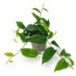 ficus sagittata