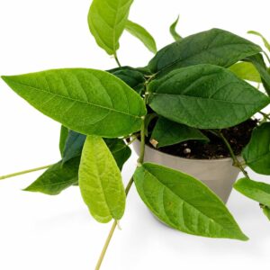 ficus sagittata