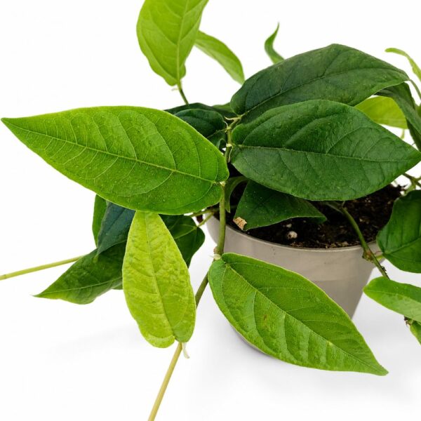 ficus sagittata