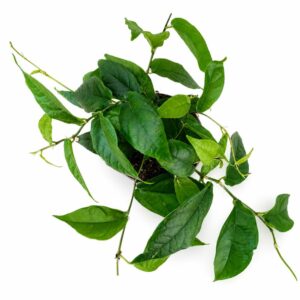ficus sagittata