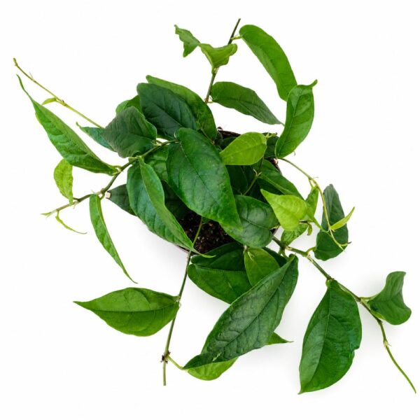 ficus sagittata