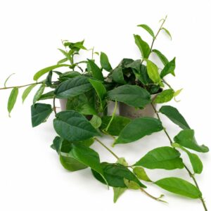 ficus sagittata