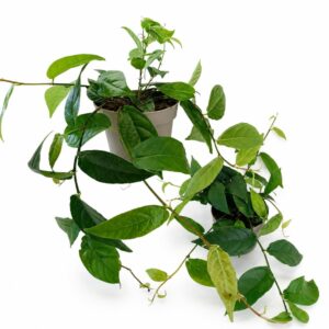 ficus sagittata
