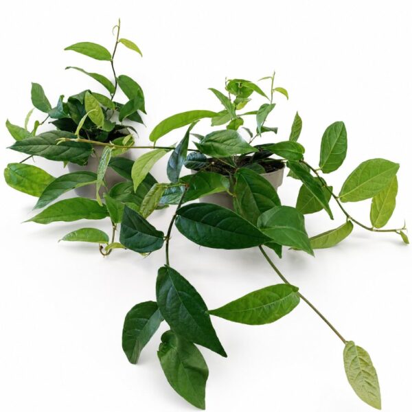 ficus sagittata ficus sagittata