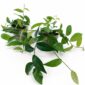 ficus sagittata