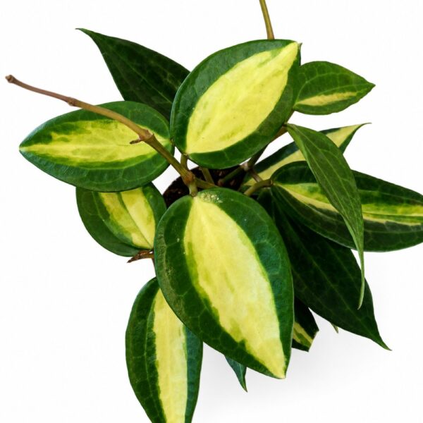 hoya pot of gold