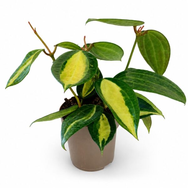 hoya pot of gold hoya pot of gold