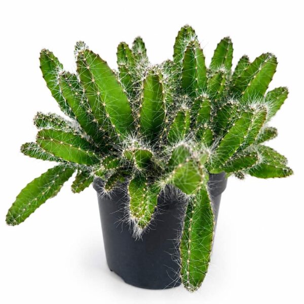 hylocereus undatus hylocereus undatus