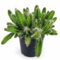 hylocereus undatus