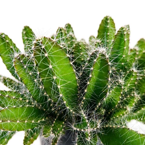 hylocereus undatus