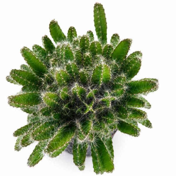 hylocereus undatus