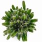 hylocereus undatus