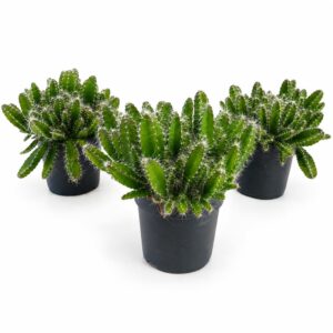 hylocereus undatus