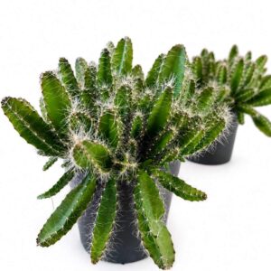 hylocereus undatus