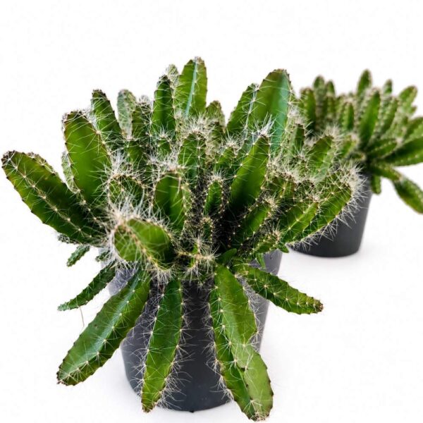 hylocereus undatus