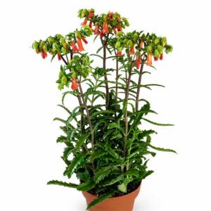kalanchoe lucky bells