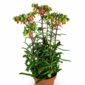 kalanchoe lucky bells