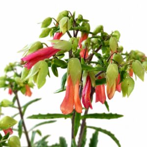 kalanchoe lucky bells