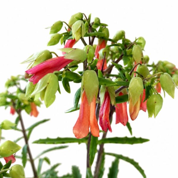 kalanchoe lucky bells kalanchoe lucky bells