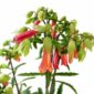 kalanchoe lucky bells