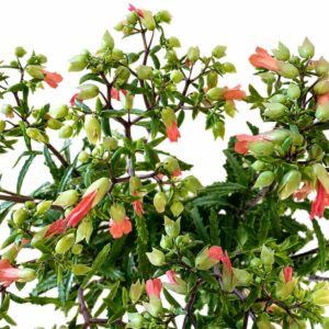 kalanchoe lucky bells