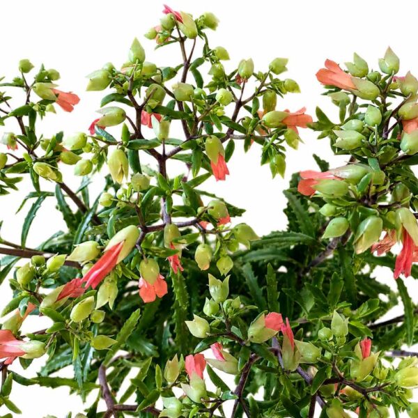 kalanchoe lucky bells