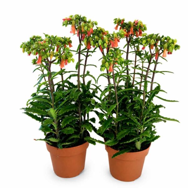 kalanchoe lucky bells