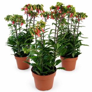 kalanchoe lucky bells