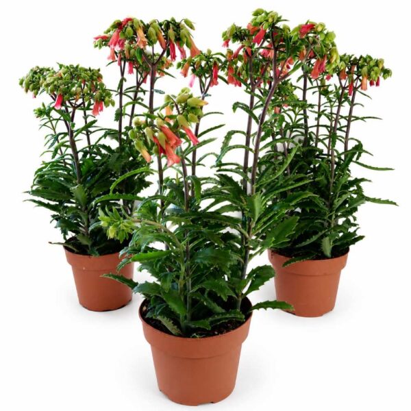 kalanchoe lucky bells