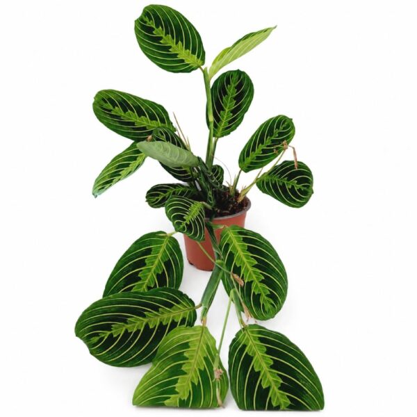 maranta lemon lime