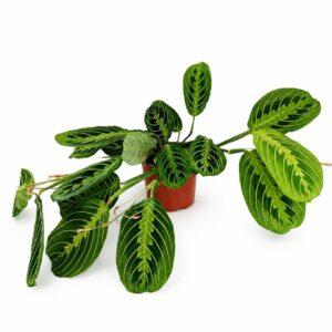 maranta lemon lime