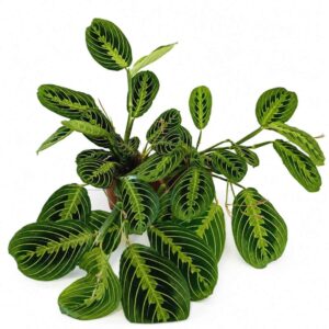 maranta lemon lime