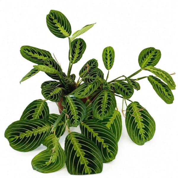 maranta lemon lime