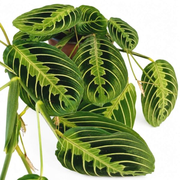 maranta lemon lime