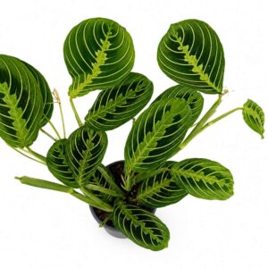 maranta lemon lime
