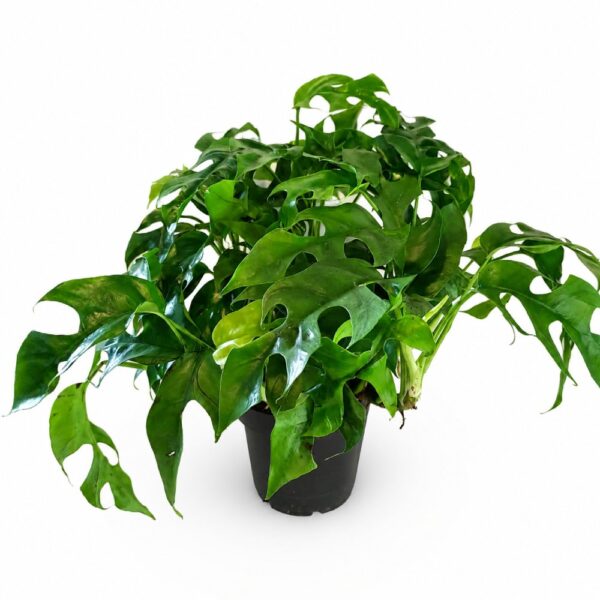 monstera minima