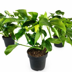 monstera minima