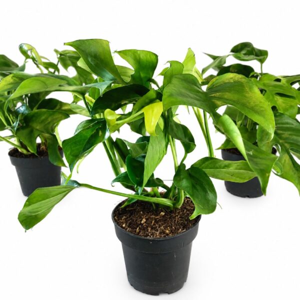 monstera minima