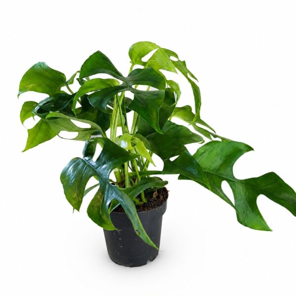 monstera minima