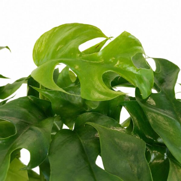 monstera minima
