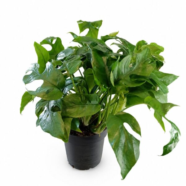 monstera minima monstera minima