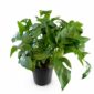 monstera minima