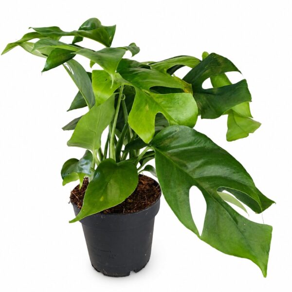 monstera minima monstera minima