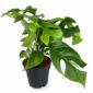 monstera minima